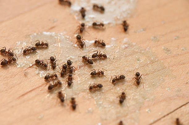 Best Wasp Removal Services  in Fort Benton, MT